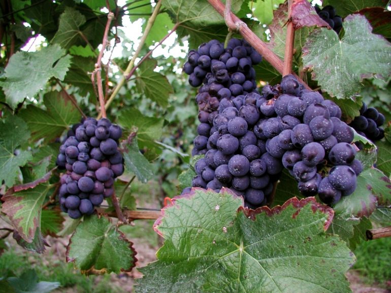 Keskusta: Suomea ei tule liittää EU:n viininviljelyalueeseen | Viisi Tähteä